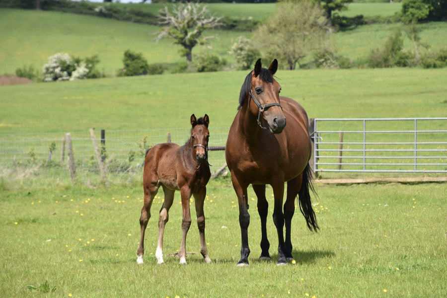 Pre And Pro Biotics What Are They And how Do They Help?