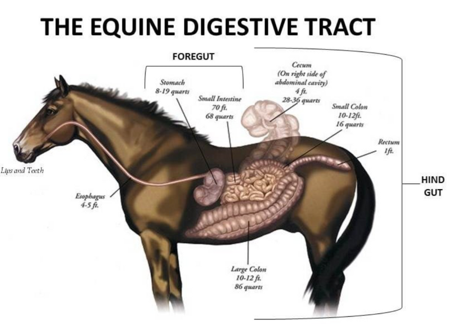 The Importance of the Hindgut