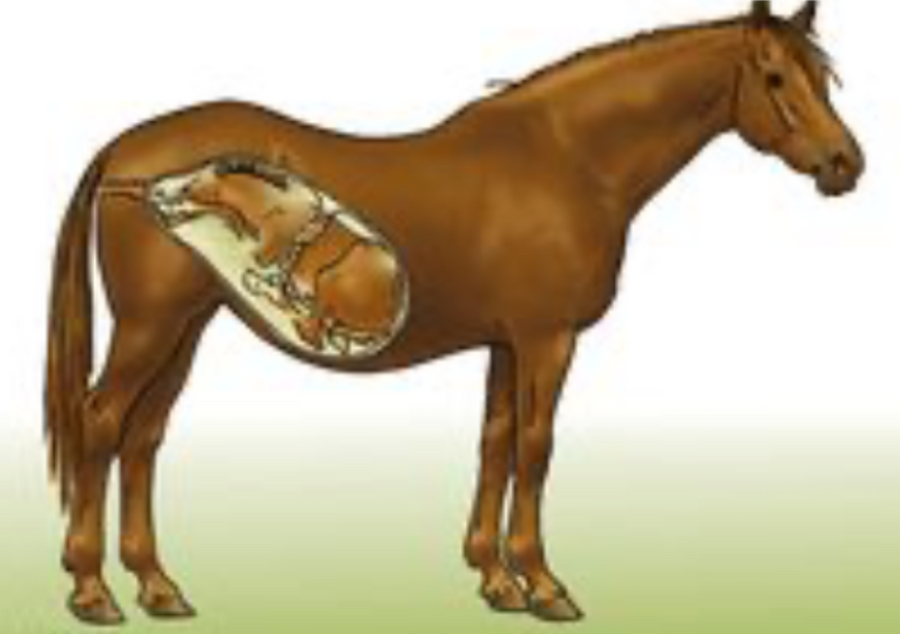 2023 So Far: An Observation From An Independent Equine Nutritionist