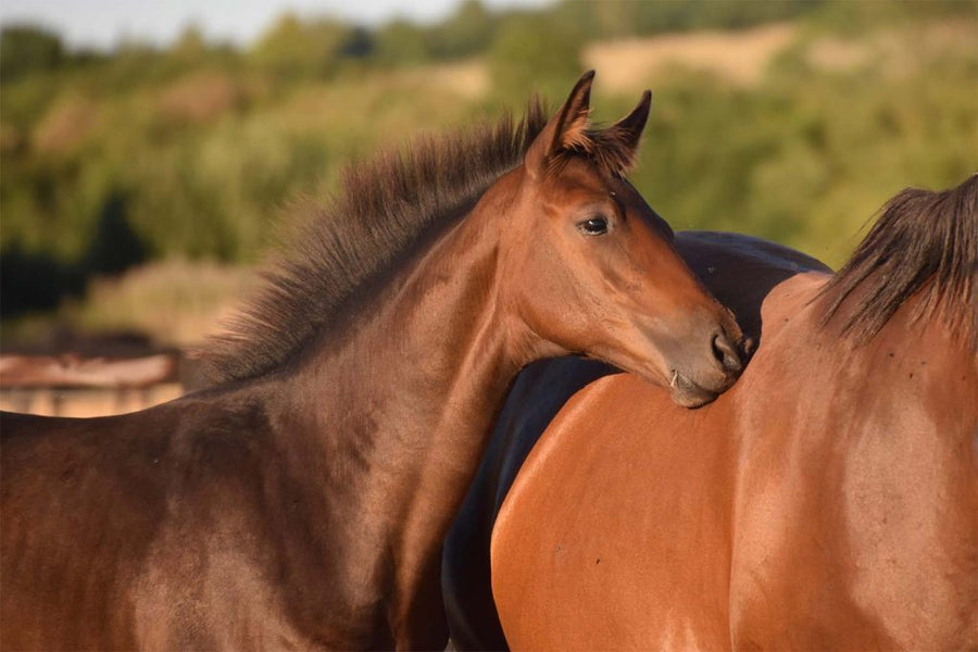 Weaning & Hindgut Health