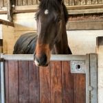 Hindgut Health In The Winter