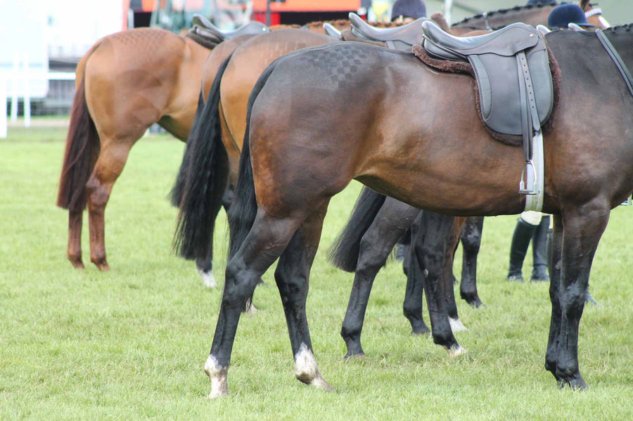 Mini Article: What Is Fibre?