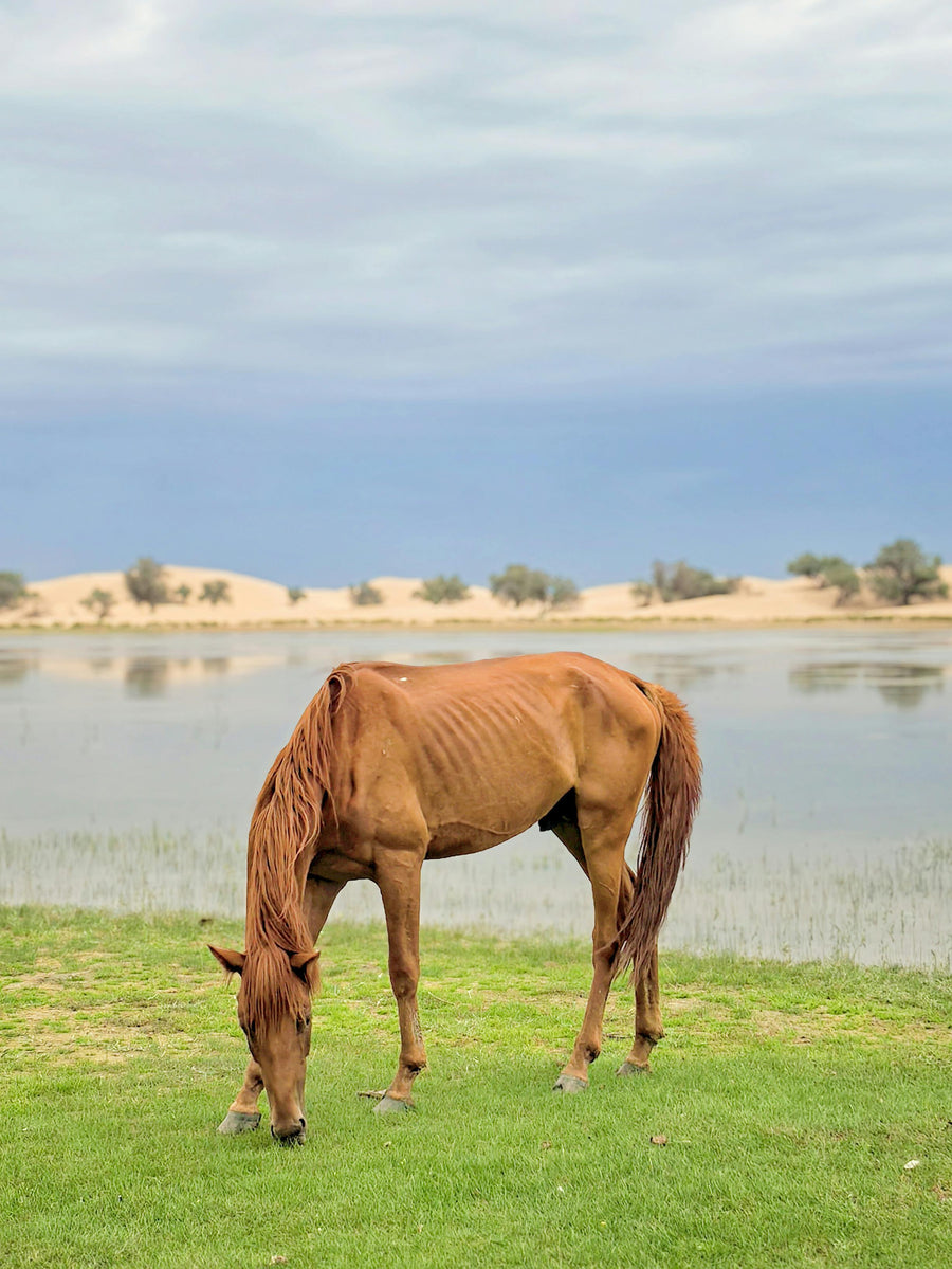 Spring, Hindgut and Behaviour
